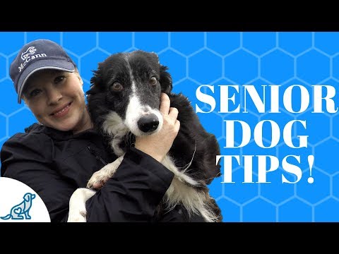 Video: Hvad er næsearbejde, og hvordan kan det hjælpe senior hunde forblive mentalt sunde?