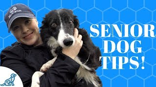 Senior Dog Care- Tips To Keep Them Healthy!