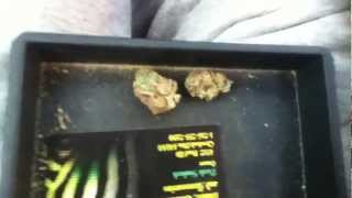 Girl Scout Cookie Kush Session