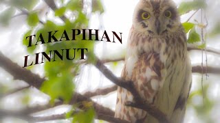 Takapihan Linnut - Lintu dokumentti