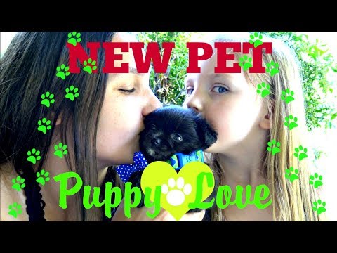kaia-and-sissy-get-a-new-puppy!-the-toytastic-sisters!-cute-puppy-video!-youtube-kids