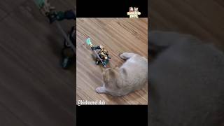 Ele não gostou do brinquedo novo 😂 - Animais Dublados Binho e Mel