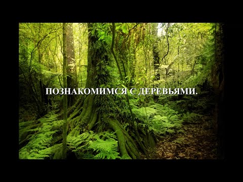 Video: Mesteacanul Este Un Simbol Al Rusiei