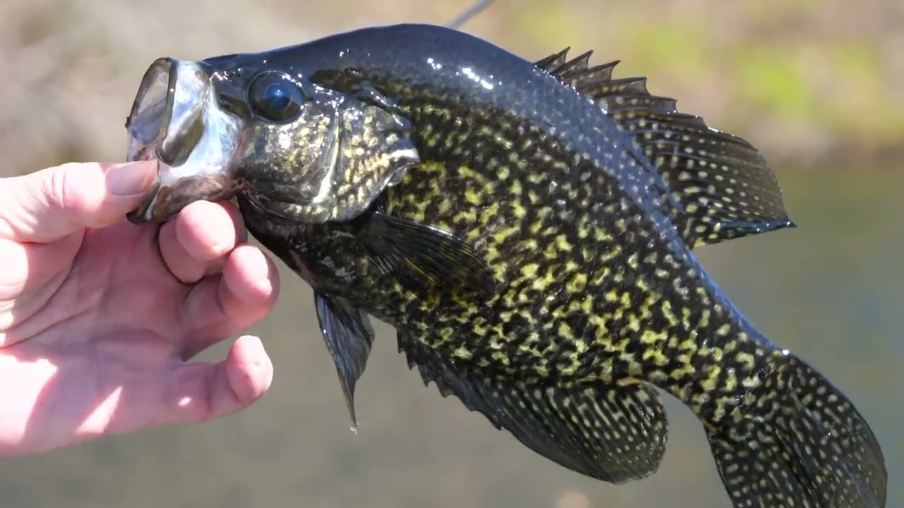 How to Catch Black Crappie in SE Massachusetts image picture