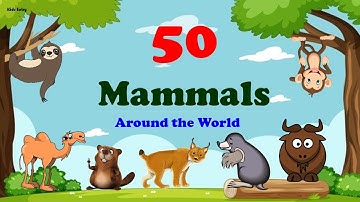 50 Mammals Around the World for Kids | Educational Videos Mammals | 50 Mammals Pictures - Kids Entry