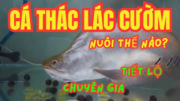 Cá Thác Lác Cườm Nuôi Thế Nào Hiệu Quả Nhất | Bí Quyết Chuyên Gia