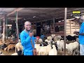 How Much Goat And Sheep Cost In Ghana 2025 