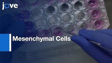 In Vitro Assay to evaluate Contractile Function of Mesenchymal Cells | Protocol Preview
