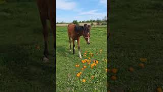 Как свинья в апельсинах  #horse #лошади #животные #топ #hoals