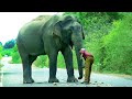 Feeding fierce elephants is dangerous | खूँखार हाथियों को खाना खिलाना खतरनाक है