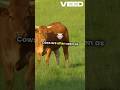 Cows have best friends? #facts #animals #didyouknow