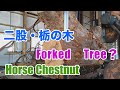 二股・栃の木・forked tree？Horse Chestnut.