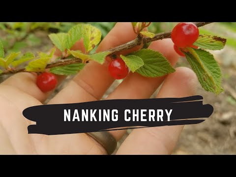 वीडियो: नानकिंग चेरी का स्वाद कैसा होता है?