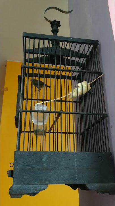 suara burung pleci dabu(dada abu-abu) cewe