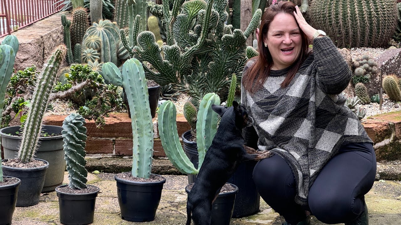 Suculentas em Obras: Por Que Está Tudo Tão Bagunçado?