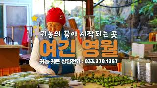 여긴 영월 귀농 토종다래편