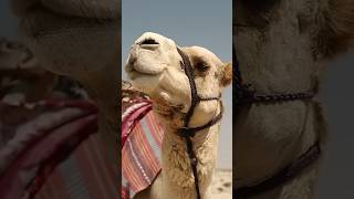 2 Things you Didn’t know about Camels! #desertwonders #animals #wildlife  #camelfacts