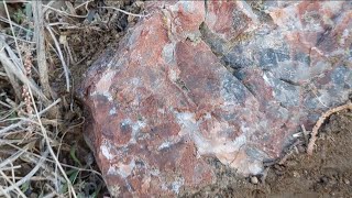 Systematic Exploration Leads to New High Quality Petrified Wood Locality! Oregon 2024
