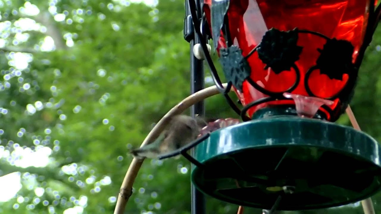 Humming bird video with Olympus TG-1 funny clicking sound.