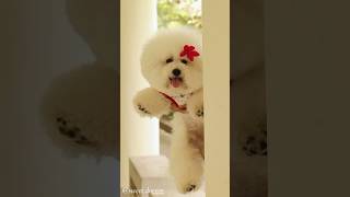 bichon frise | dog lovers channel | sweet dog #dog #doglover #dogshorts #youtubeshorts #shorts