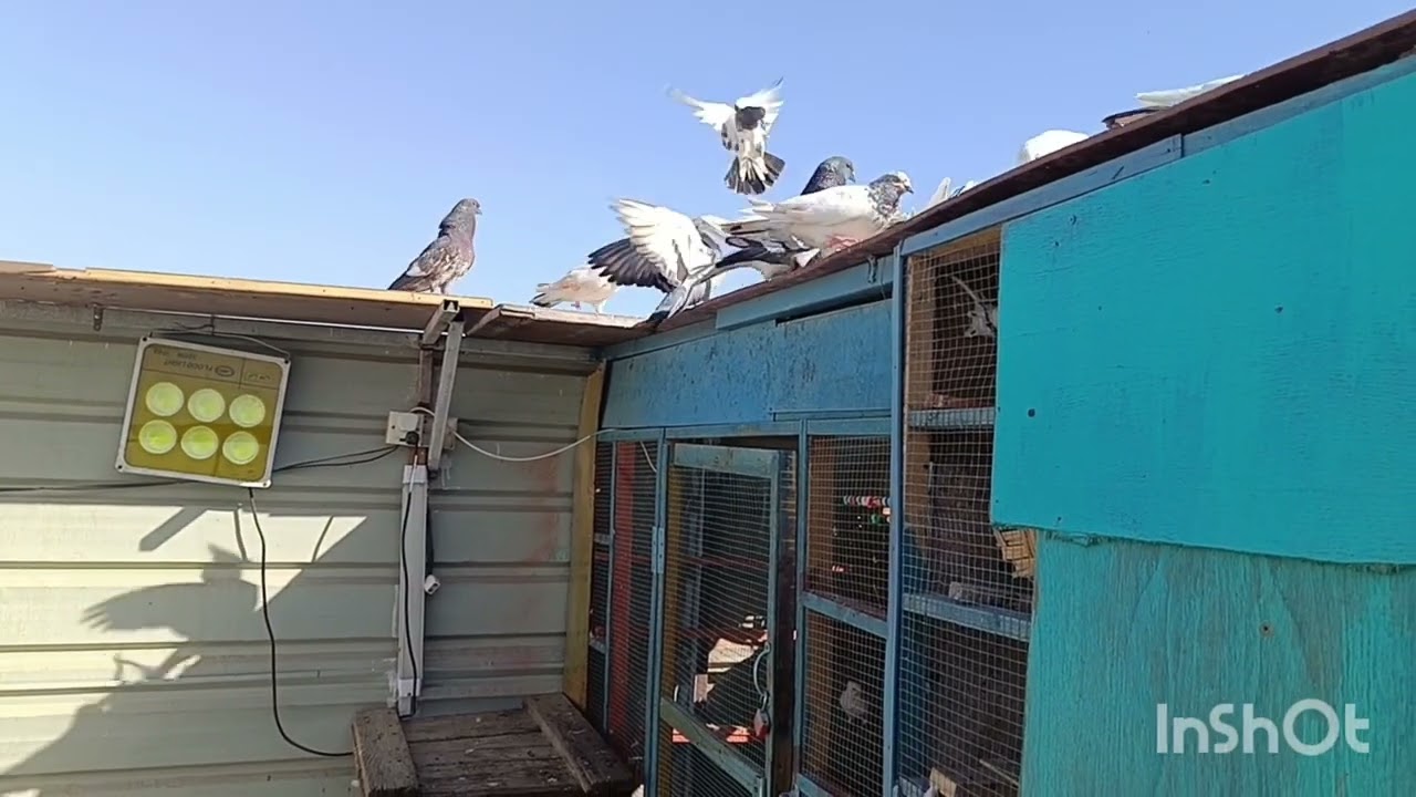 السلام عليكم شباب صيد اليوم ارفلي شاد والتار الي نزلنه اخر شي مصدنه تحياتي الكم 