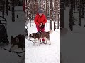 Вспоминая зимы❄️ #husky #собака #хаски #ласка_холодок #siberianhusky