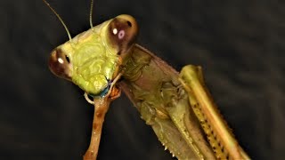 Praying Mantis Capturing And Eating A Black Widow Spider (Warning: Graphic Content)