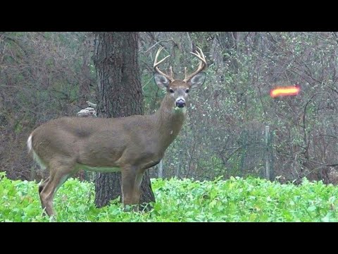 82 Kills in 10 Minutes! (ULTIMATE Hunting Highlights)