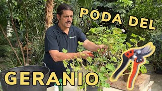 PODAR GERANIOS ✂️​ Mariposa del geranio 🦋​👨‍🌾​ Jardinatis