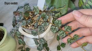 видео: Как подросли... или выросли 🤔  мои первые хойи (07.03.2023) картинка: Как подросли... или выросли 🤔  мои первые хойи (07.03.2023)