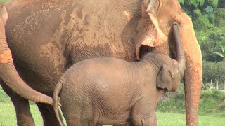Baby Elephant Wan Mai And Her Remarkable Attachment With Two Guardians  - ElephantNews