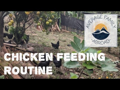 My daily feeding Routine for our 30 chickens in dry season - YouTube