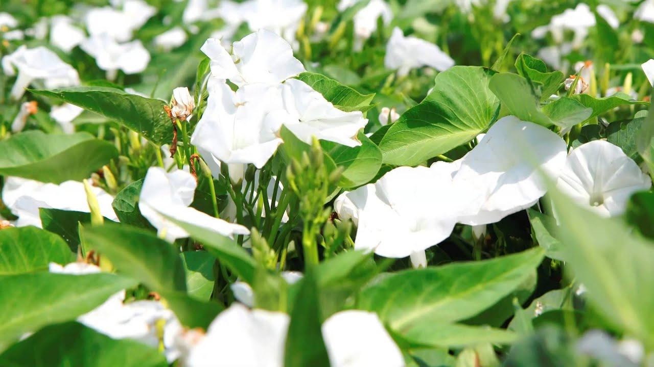 14花海集 地瓜花 Youtube 14花海集 地瓜花 Youtube