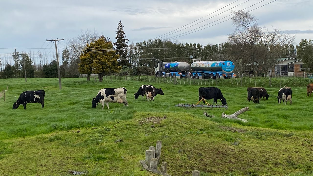Milking cows, feeding calves, quiet day on the farm YouTube
