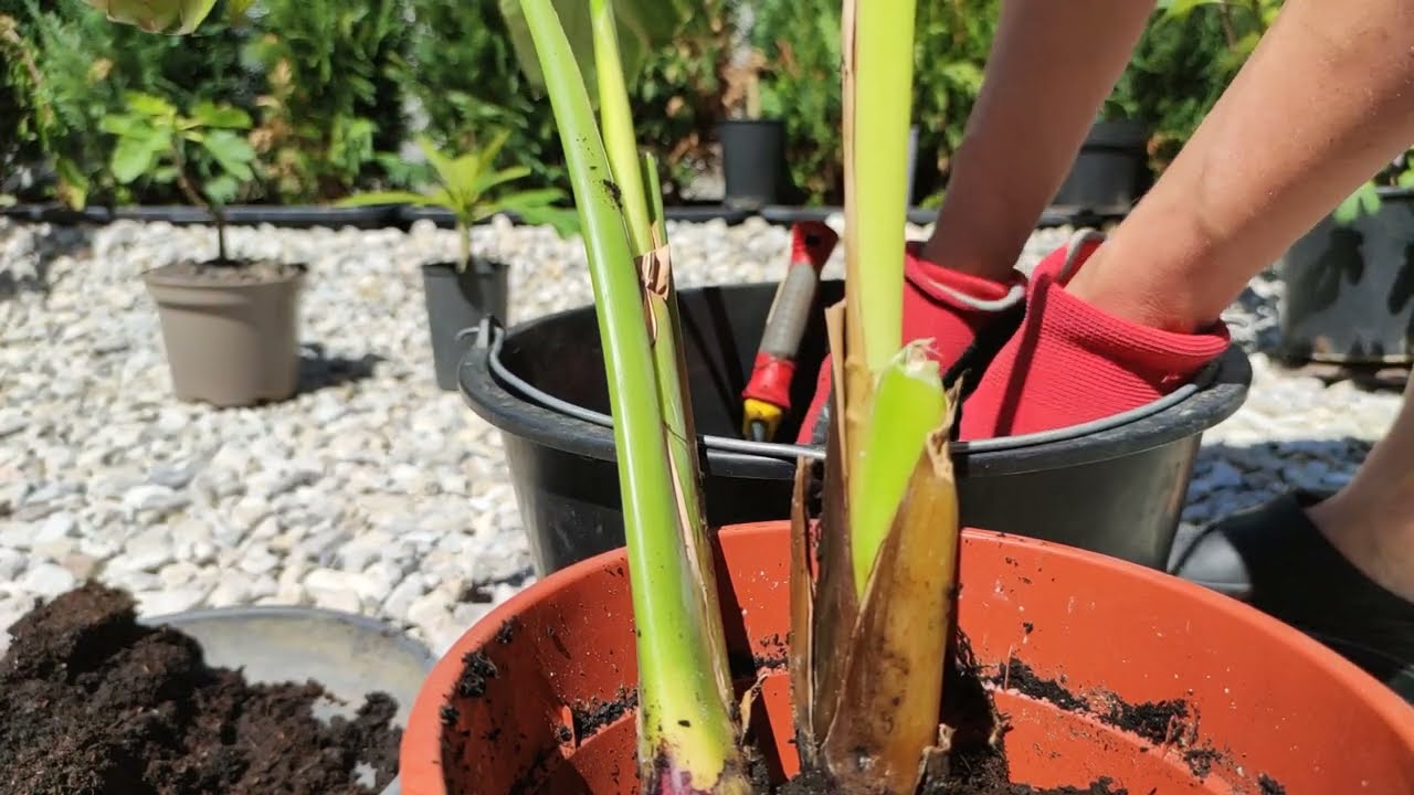 Paradiesvogelblume Strelitzia reginae Knigs Strelitzie Blte