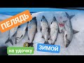 Ловим Пелядь зимой на удочку. Отчет о рыбалке сезон 2019  озеро Светлое. Whitefish fishing in winter