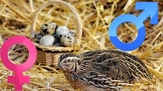 how to sex Japanese quail (coturnix quail ) | how to tell a male quail from a female quail