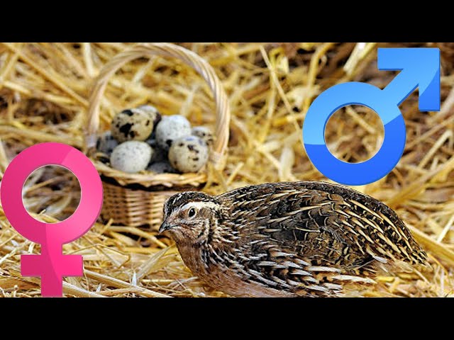 how to sex Japanese quail (coturnix quail ) | how to tell a male