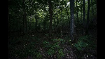 Synchronous Fireflies 4K