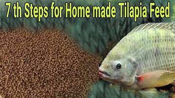 On firm Seven Steps on How to Make the Homemade Tilapia Fish Feed