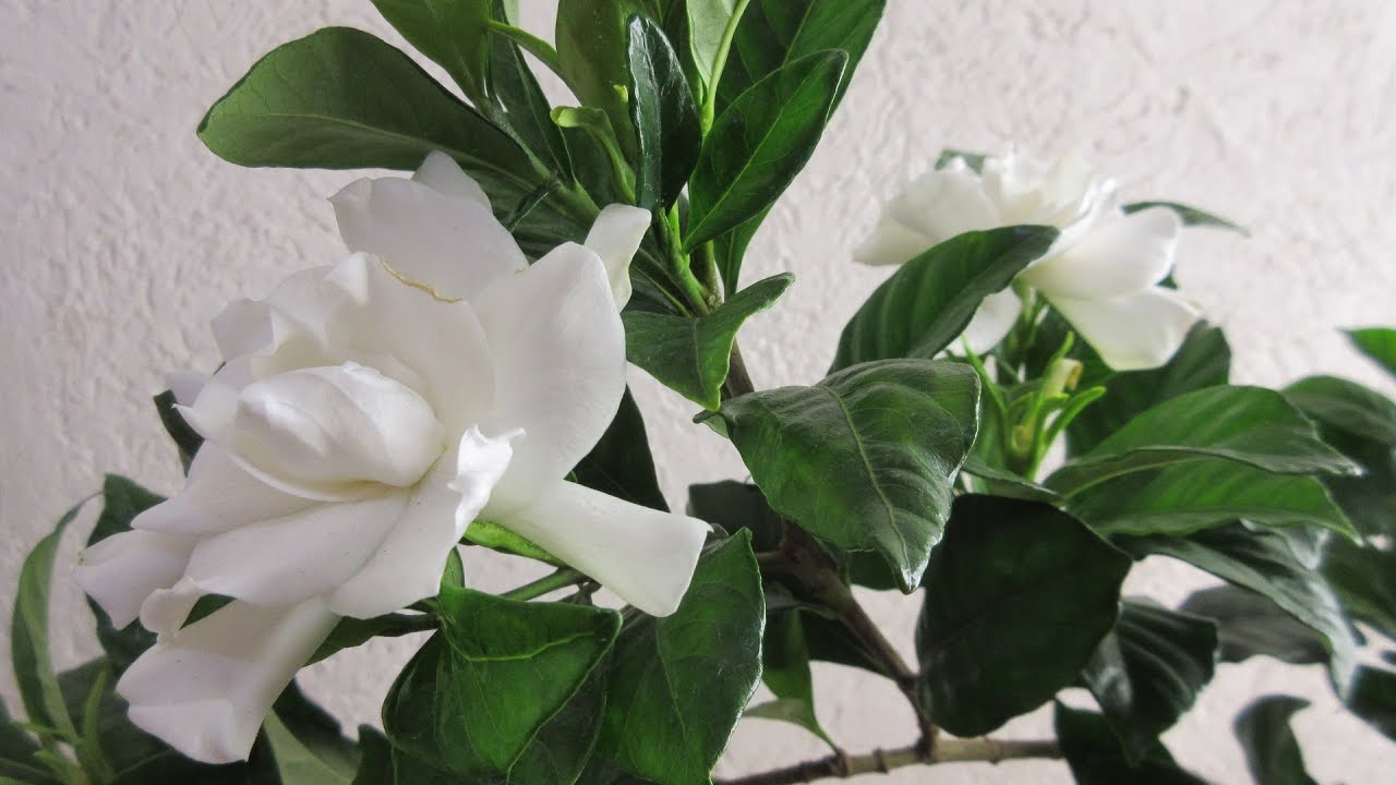 ▷▷Gardenia: Tipos, cuidados de gardenias| Floresbonitas