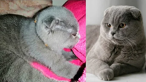 Video 11778031: scottish fold breed, scottishfold cat cute, cute cat meet