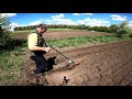 Высев арахиса без сеялки. Экзотическое семейство бобовых.Sowing peanuts without a planter. Exotic