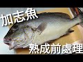 如何在家做熟成魚? |江戶前頂級料亭的秘密 | 中型魚體處理解說 | 。How to age fish at home?