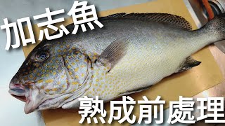 如何在家做熟成魚? |江戶前頂級料亭的秘密 | 中型魚體處理解說 | 。How to age fish at home?