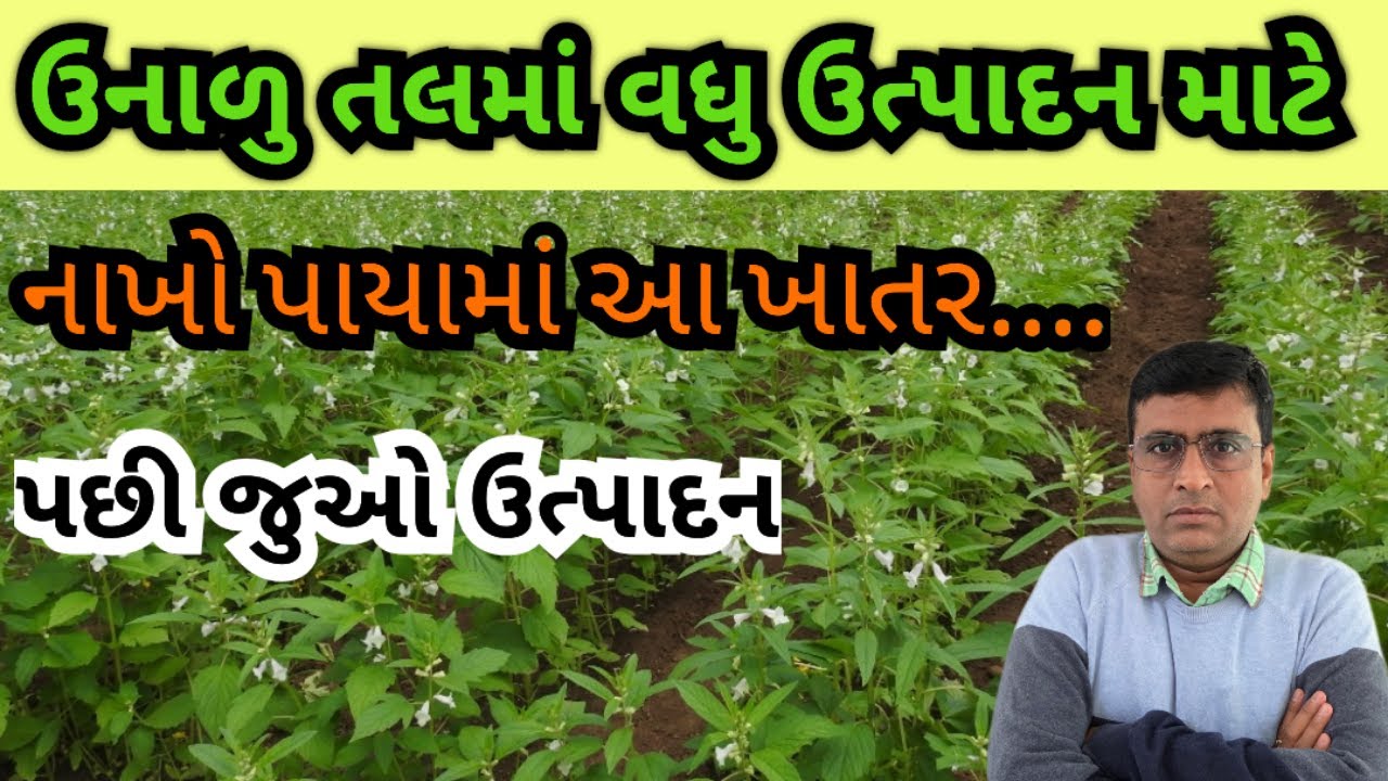 ઉનાળુ તલમાં પાયાનાં ખાતરો | જીપ્સમ | SSP કે DAP | યુરિયા કે અમોનિયમ સલ્ફેટ | MOP |Sesame|ઉનાળુ તલ|તલ