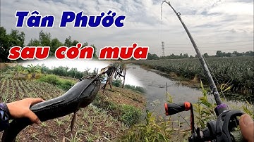 Câu Lure Cá Lóc ✅ Câu Cá Lóc Vườn Khóm Tân Phước Trúng Mánh Sau Cơn Mưa  Chiều | Tâm Râu Vlog #393