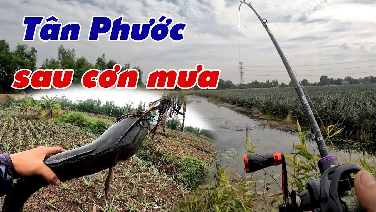 Câu Lure Cá Lóc ✅ Câu Cá Lóc Vườn Khóm Tân Phước Trúng Mánh Sau Cơn Mưa  Chiều | Tâm Râu Vlog #393