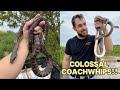 Snakes are out colossal coachwhips and orange rat snakes uncovered in austin texas