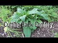 How To Cut Back Comfrey